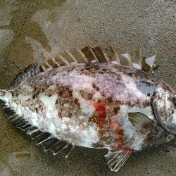 弁天島 エサ釣り