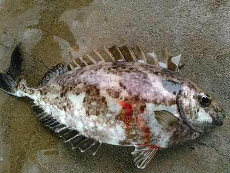 弁天島 エサ釣り