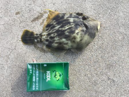 たまにはのんびりと