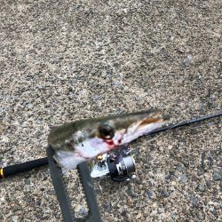 初釣行でカマス