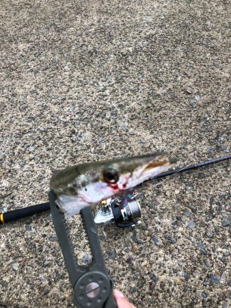 初釣行でカマス