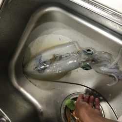 王様降臨！ 短時間エギング