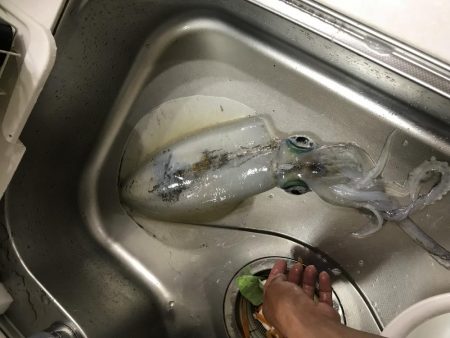 王様降臨！ 短時間エギング