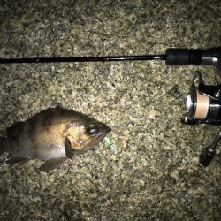 メバル プラッキング