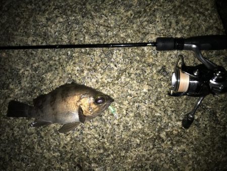 メバル プラッキング