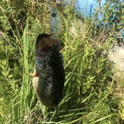 海まで行かず野池に久し振りに行って来ました。