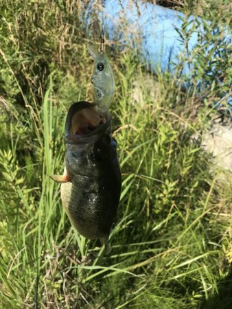 海まで行かず野池に久し振りに行って来ました。