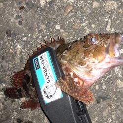 今宵もチビメバル!!