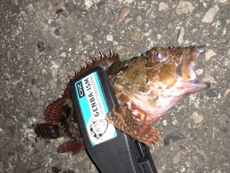 今宵もチビメバル!!