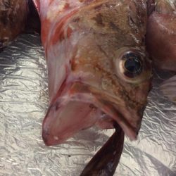 アコウきました！