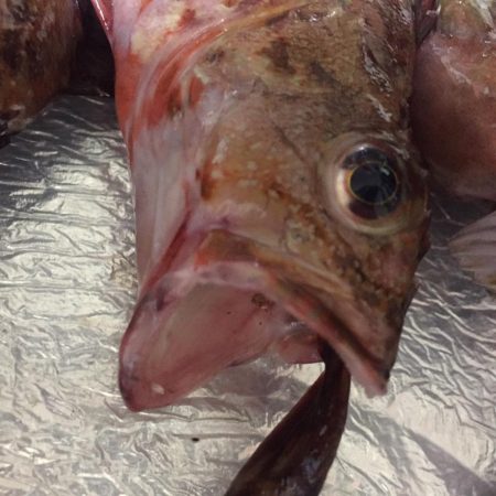 アコウきました！