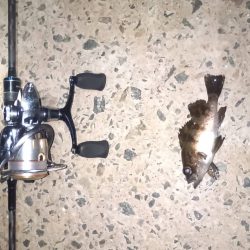 雨上がりの得意パターン〜メバリングはいつまで?〜