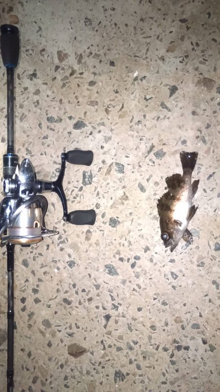 雨上がりの得意パターン〜メバリングはいつまで?〜