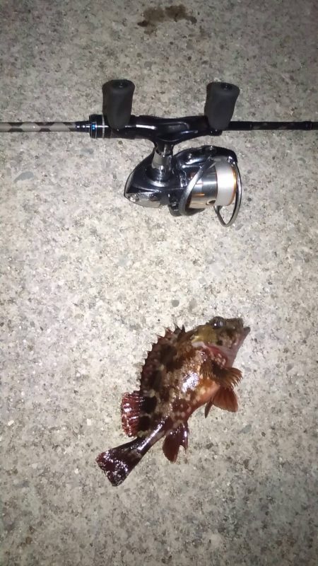 梅雨の合間にメバリング