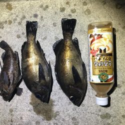 サンキューラブリーメバルちゃん