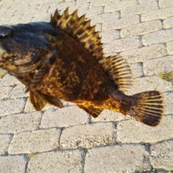 本メバルを探して〜南芦屋浜〜