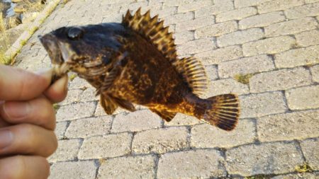 本メバルを探して〜南芦屋浜〜