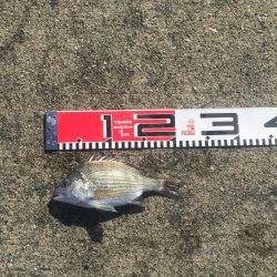 チンタゲット！！　メジナは好調！　