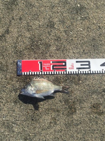 チンタゲット！！　メジナは好調！　