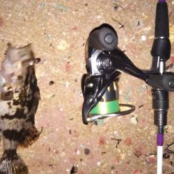 本気のメバリング〜明石〜