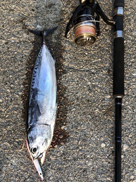 ショアジギング