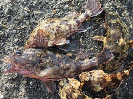 春イカ〜のガシリング