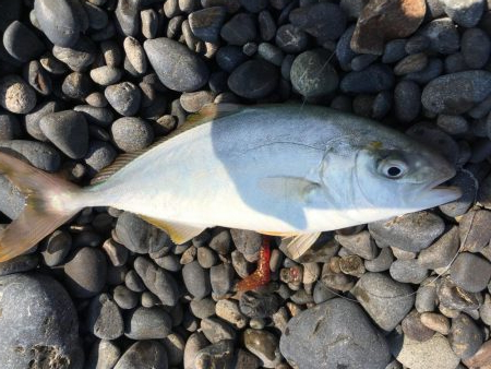 すごいファイト！