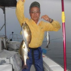 土佐安芸のハマちゃんの釣果