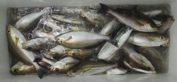 土佐安芸のハマちゃんの釣果