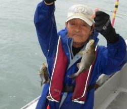 土佐安芸のハマちゃんの釣果