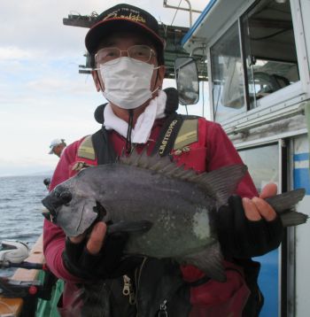 土佐安芸のハマちゃんの釣果