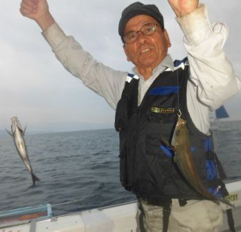 土佐安芸のハマちゃんの釣果