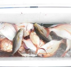 土佐安芸のハマちゃんの釣果