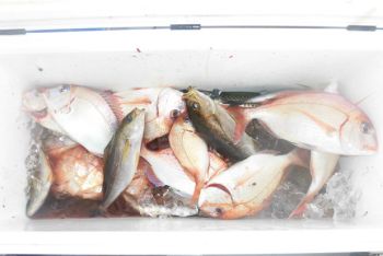 土佐安芸のハマちゃんの釣果