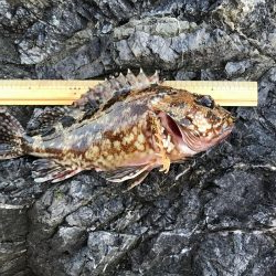 今年烏賊釣れんの？？