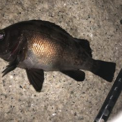 梅雨メバルフィーバー中。