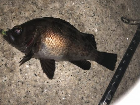 梅雨メバルフィーバー中。