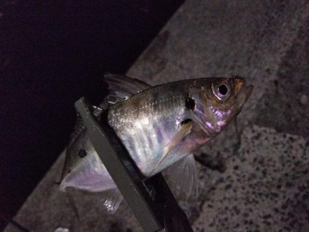 満月　大潮　アジング