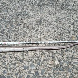 久しぶりの爆釣