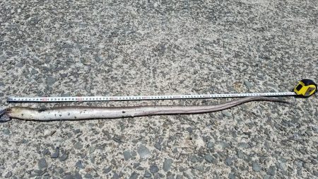 久しぶりの爆釣