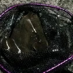 アジ　カサゴ　太刀魚　エイ