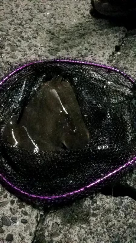 アジ　カサゴ　太刀魚　エイ