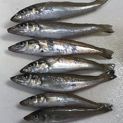 姫路キス(2018-4)と姫路タコ調査