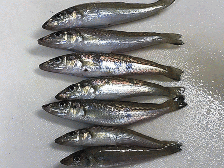 姫路キス(2018-4)と姫路タコ調査