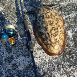 アオリ調査！！