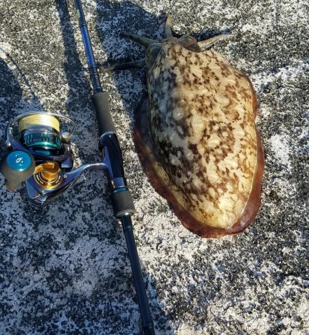 アオリ調査！！