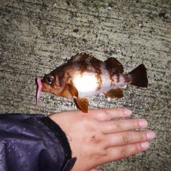 今シーズン初メバリング