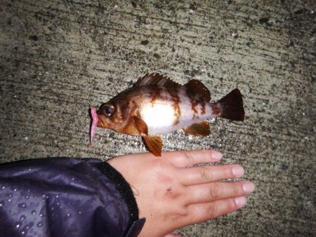 今シーズン初メバリング