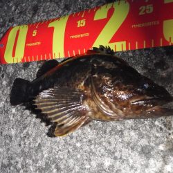 ロックフィッシュ自己新