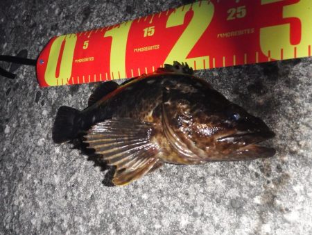 ロックフィッシュ自己新